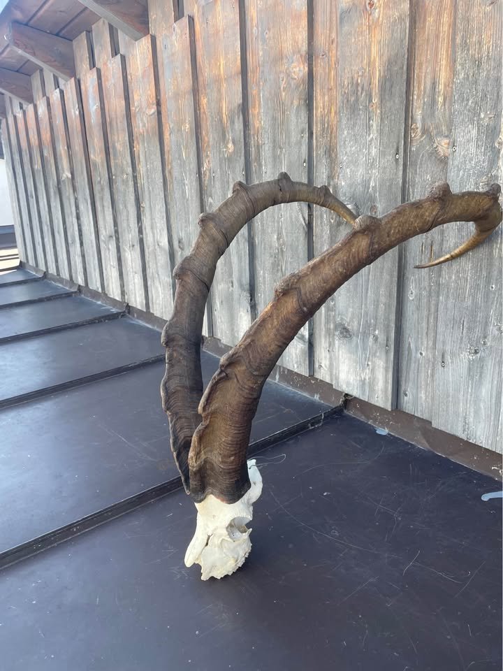 Bezoar horns