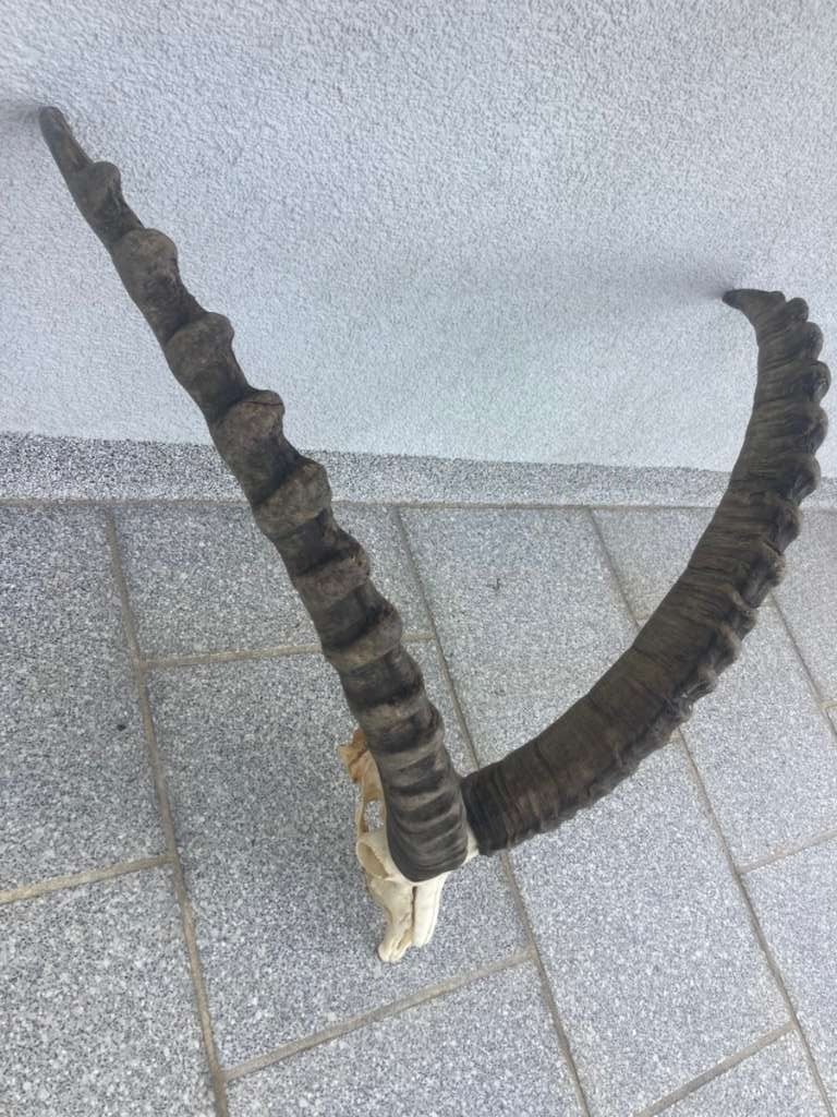 Original Ibex horns