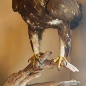 Golden Eagle Taxidermy