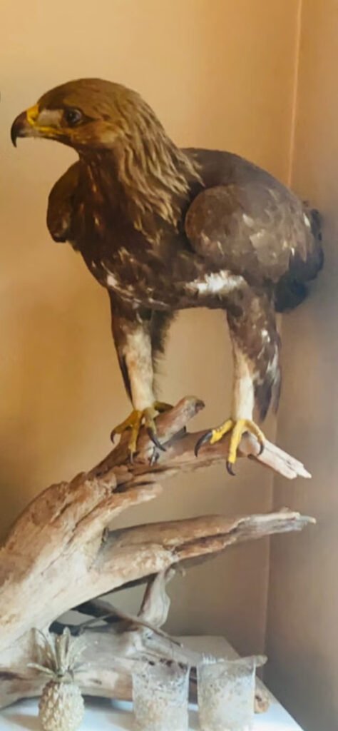 Golden Eagle Taxidermy
