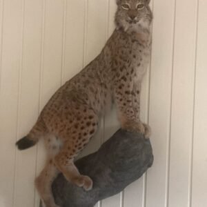 Lynx Taxidermy