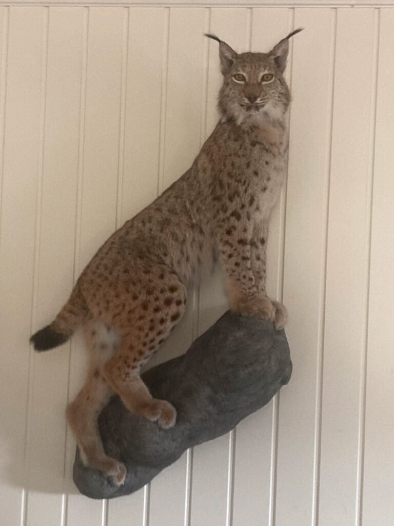 Lynx Taxidermy