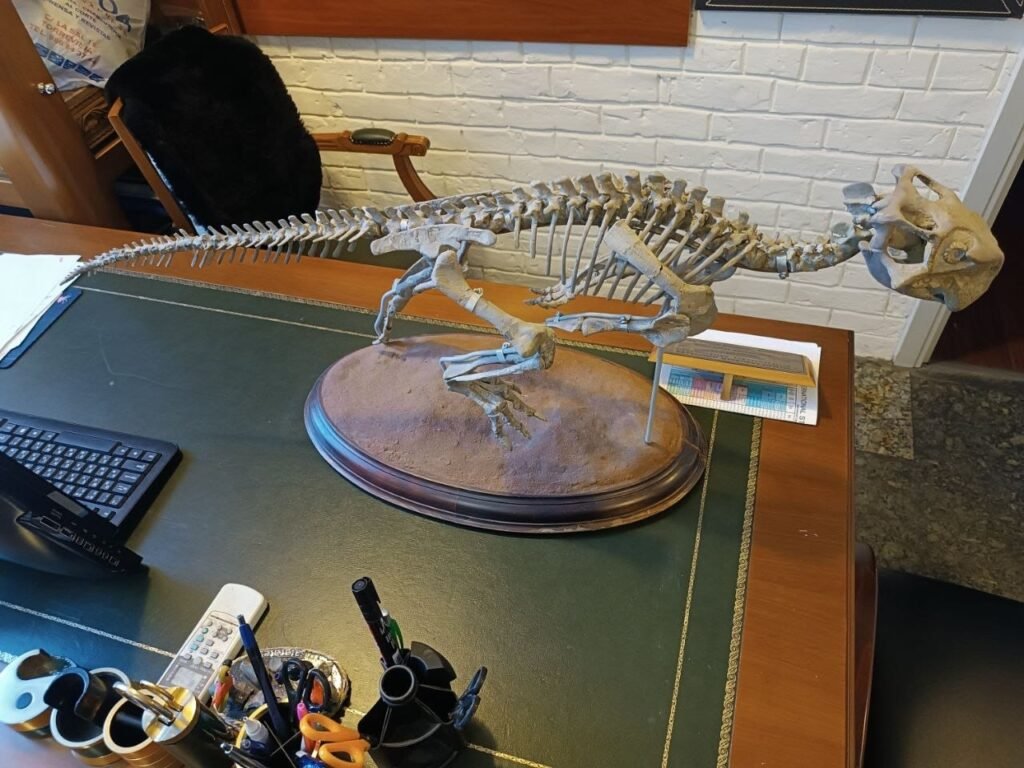 Fossil Psittacosaurus Dinosaur Skeleton