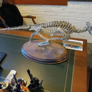Fossil Psittacosaurus Dinosaur Skeleton