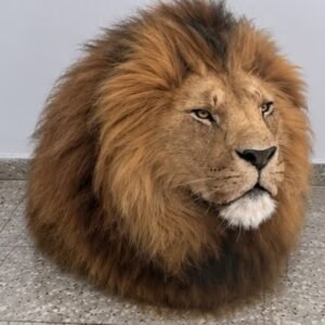 Lion head mount Taxidermy
