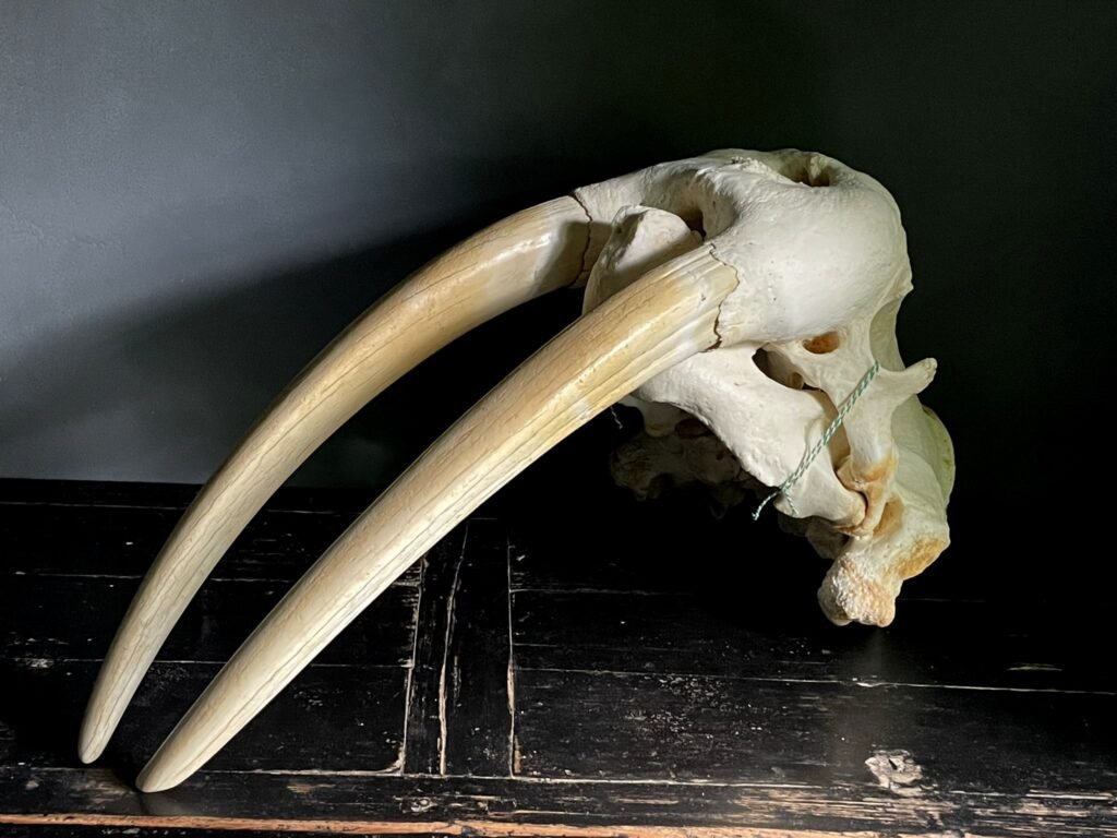 Walrus Skull