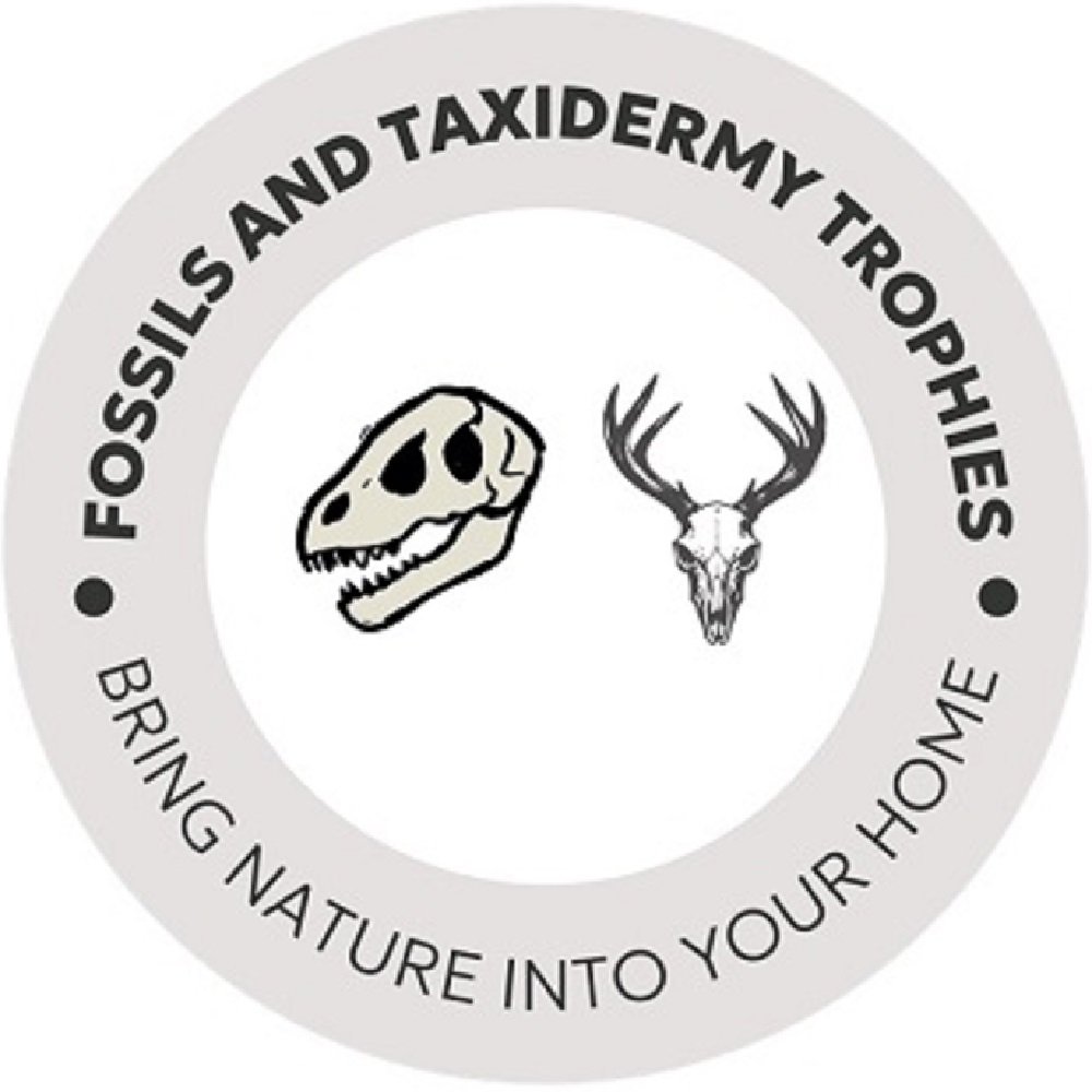 Fossils and Taxidermy Trophies