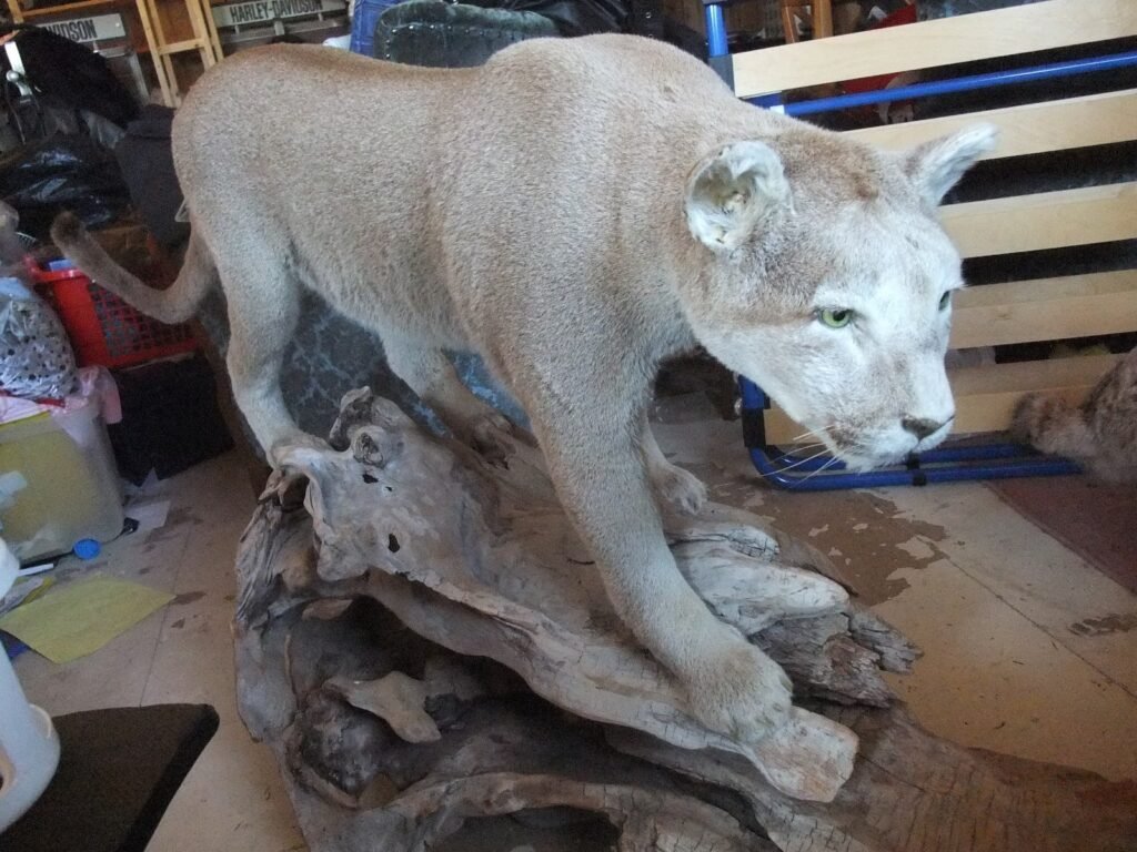 Puma mount Taxidermy