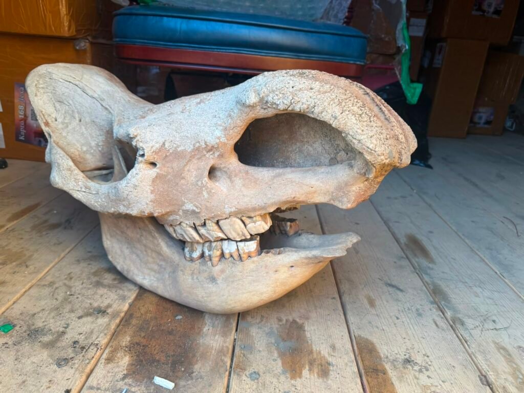 Woolly Rhino Skull