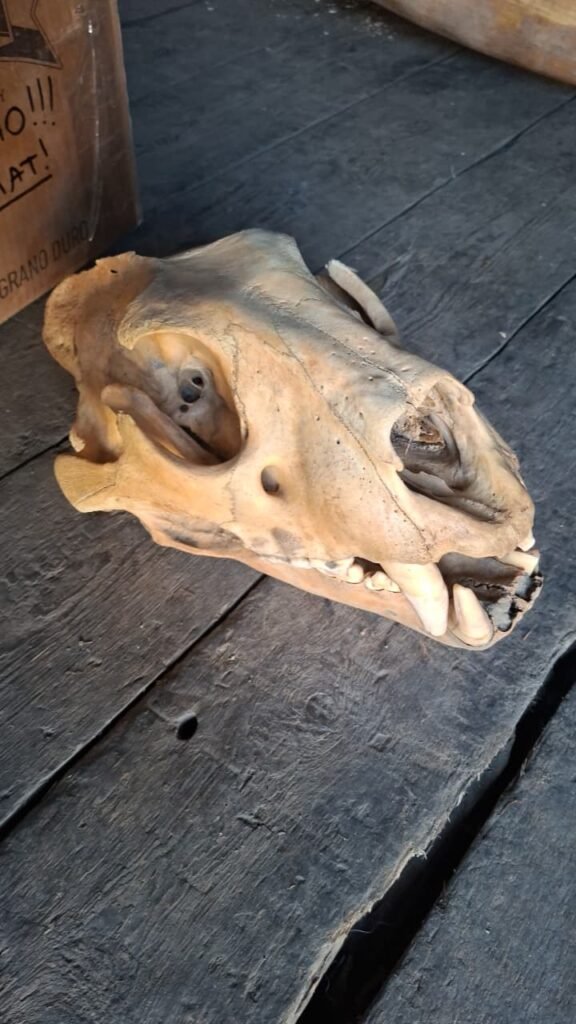 Authentic Cave Lion Skull