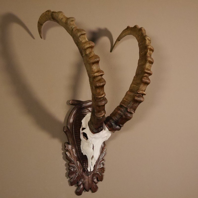 Vintage Ibex horns