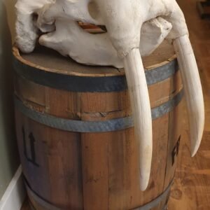 Walrus skull (Odobenus rosmarus)